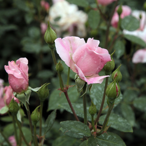 Rosa Ausorts - roza - Angleška vrtnica